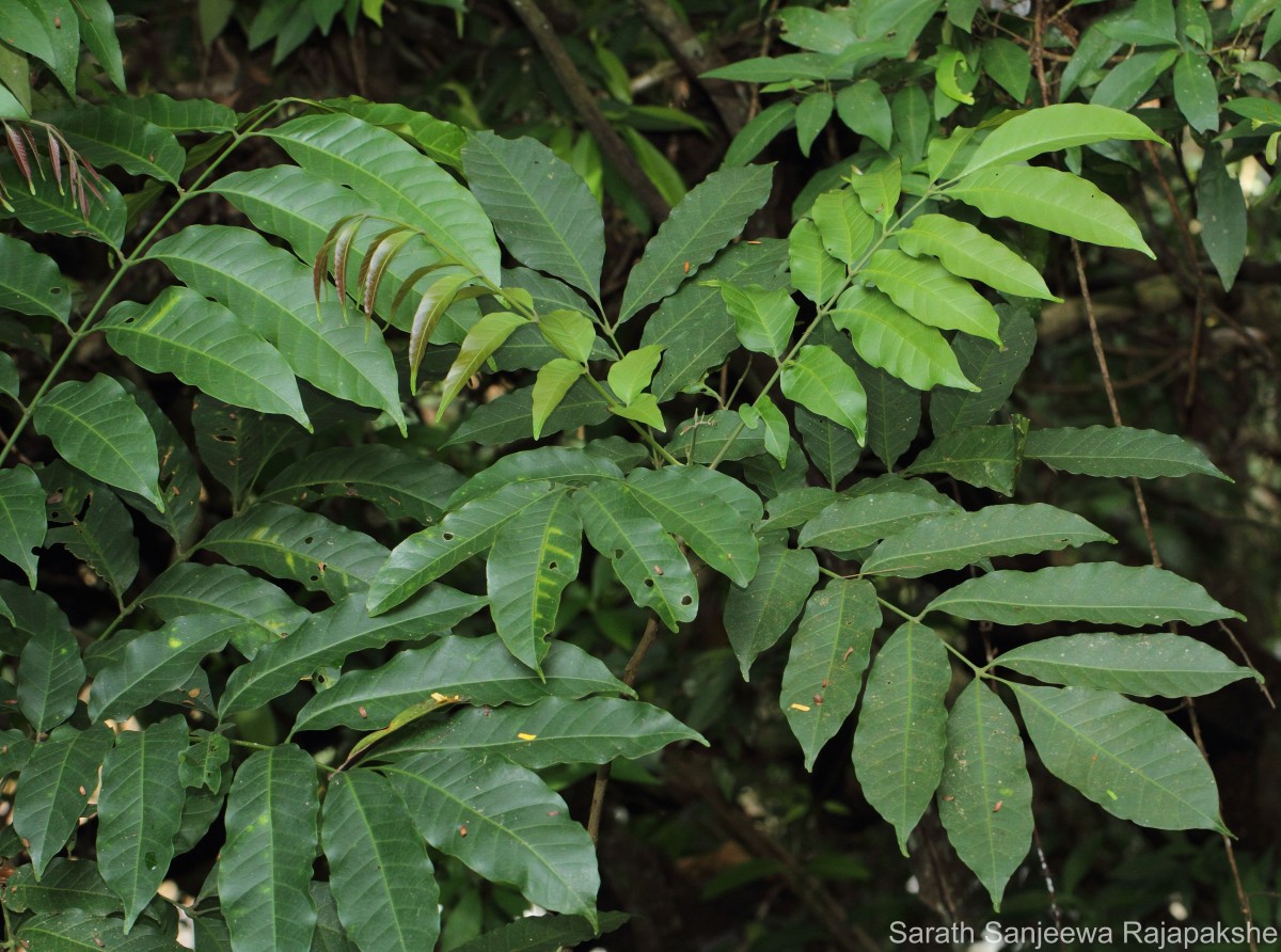 Aphanamixis polystachya (Wall.) R.Parker